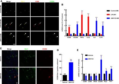 Targeting CYP2J2 to Enhance the Anti-Glioma Efficacy of Cannabinoid Receptor 2 Stimulation by Inhibiting the Pro-Angiogenesis Function of M2 Microglia